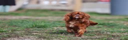 Cavalier King Charles Spaniel dogs for sale: Nora - Ad 7