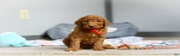 Goldendoodle dogs for sale: Ollie F1b - Ad 4