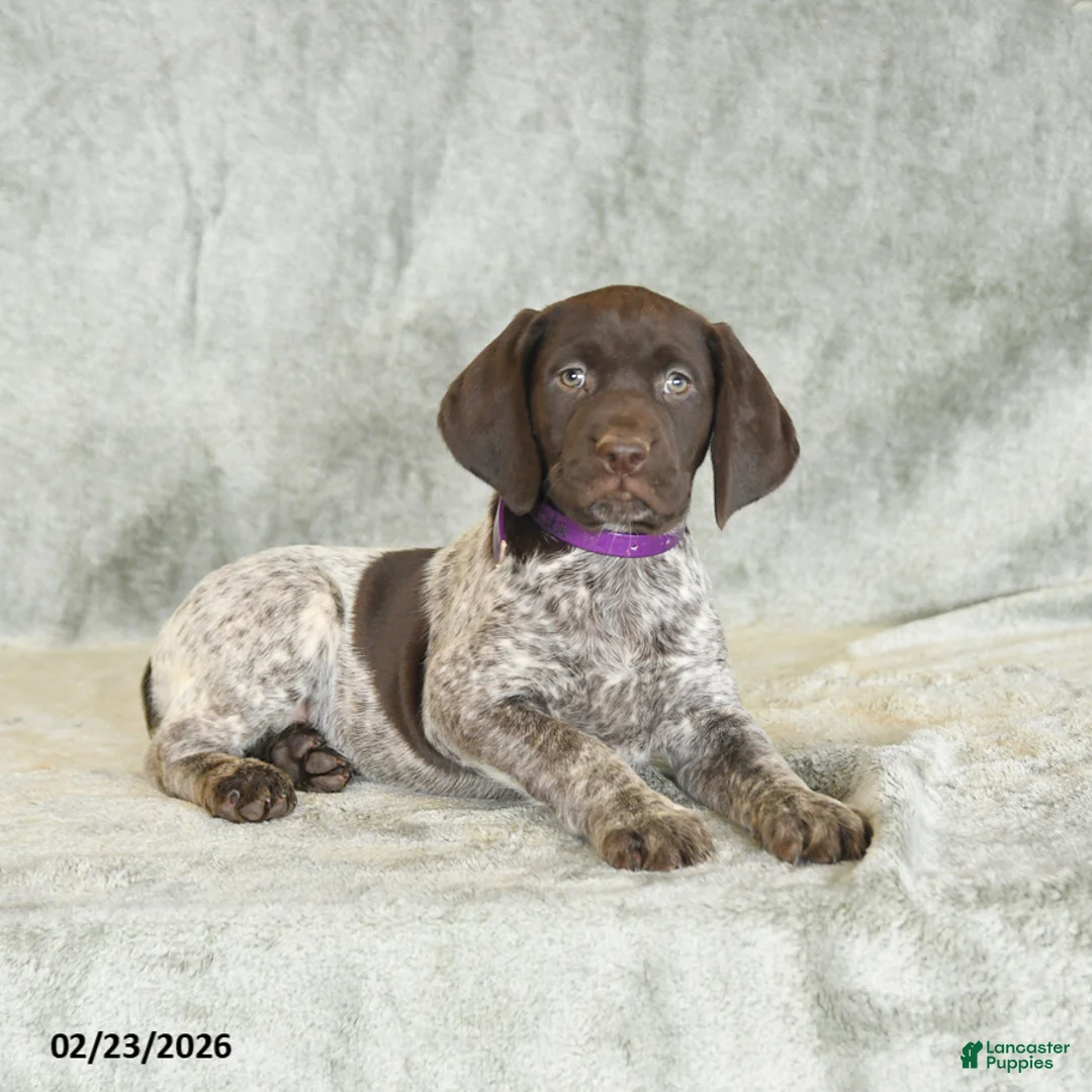 German Shorthaired Pointer dogs for sale: Brenda - Ad 4