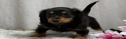 Miniature Dachshund dogs for sale: Spunky - Ad 2