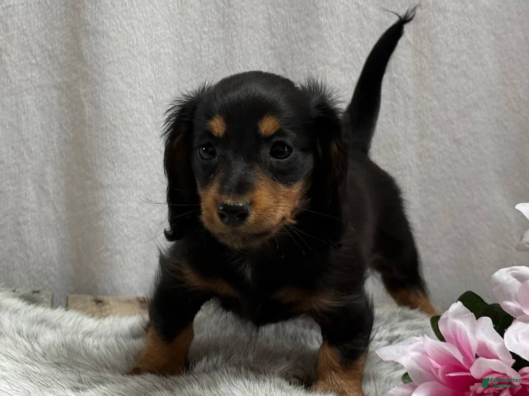 Miniature Dachshund dogs for sale: Spunky - Ad 2