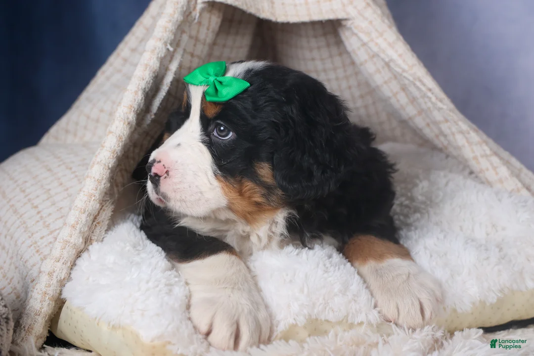 Bernese Mountain Dog dogs for sale: HERSHEY - Ad 5