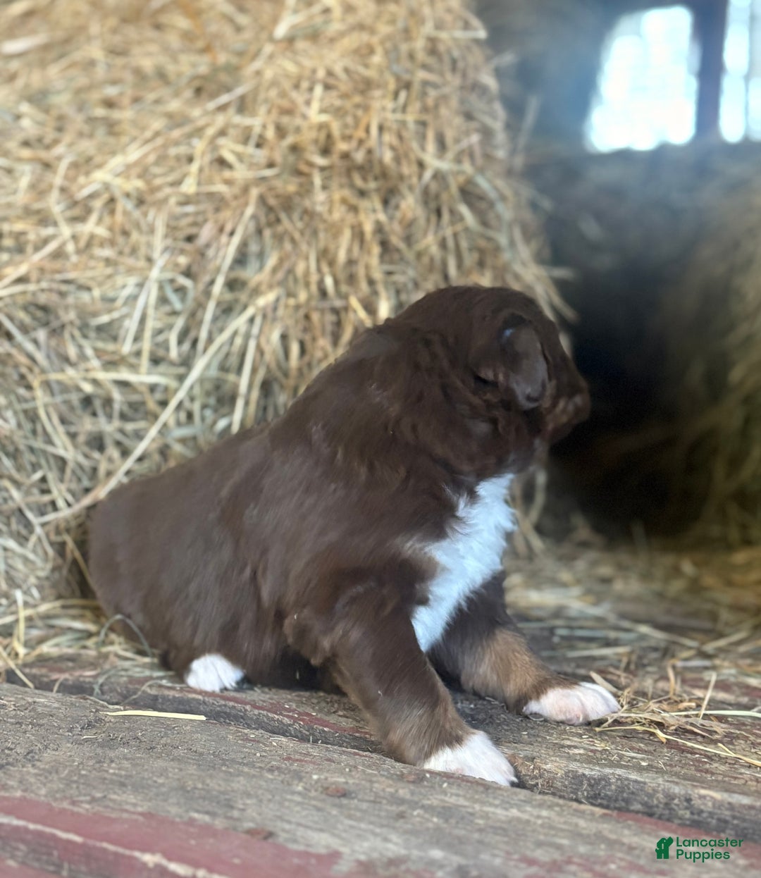Australian Shepherd dogs for sale: Lara - Ad 5