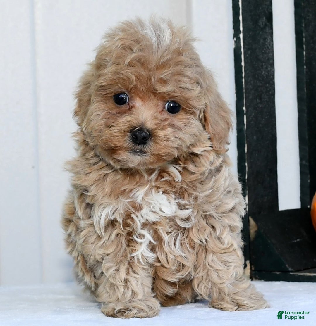 Havapoo dogs for sale: Quinn - Ad 6