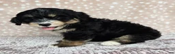 Mini Bernedoodle dogs for sale: Mini Willow - Ad 12