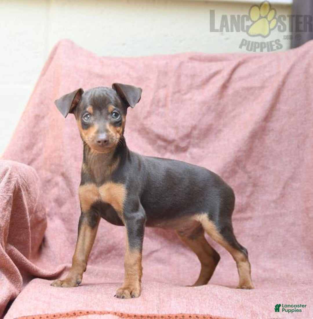 Gallery Image {{count}}