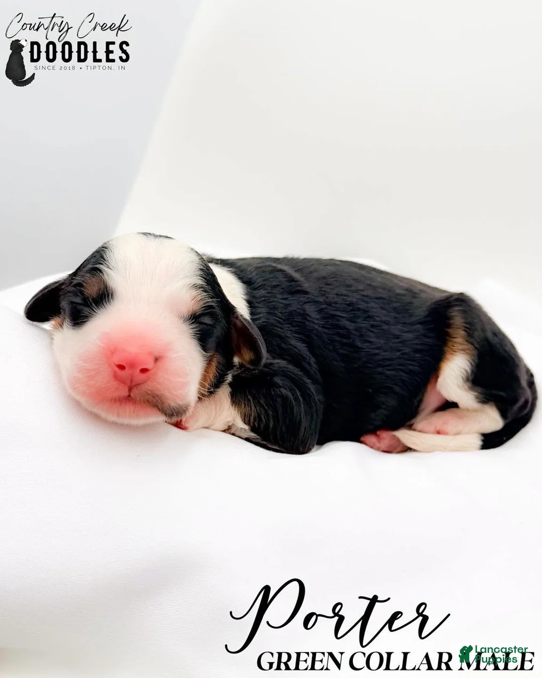 Bernedoodle dogs for sale: Porter - Ad 2