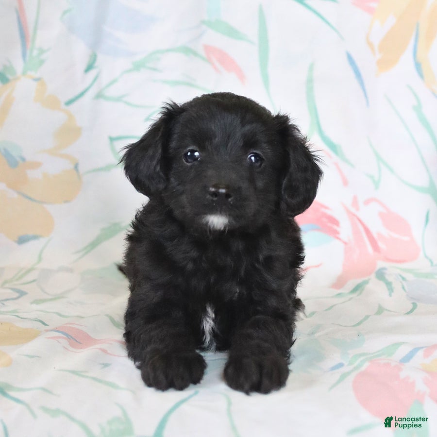 Mini Aussiedoodle dogs Pixie - Ad 1