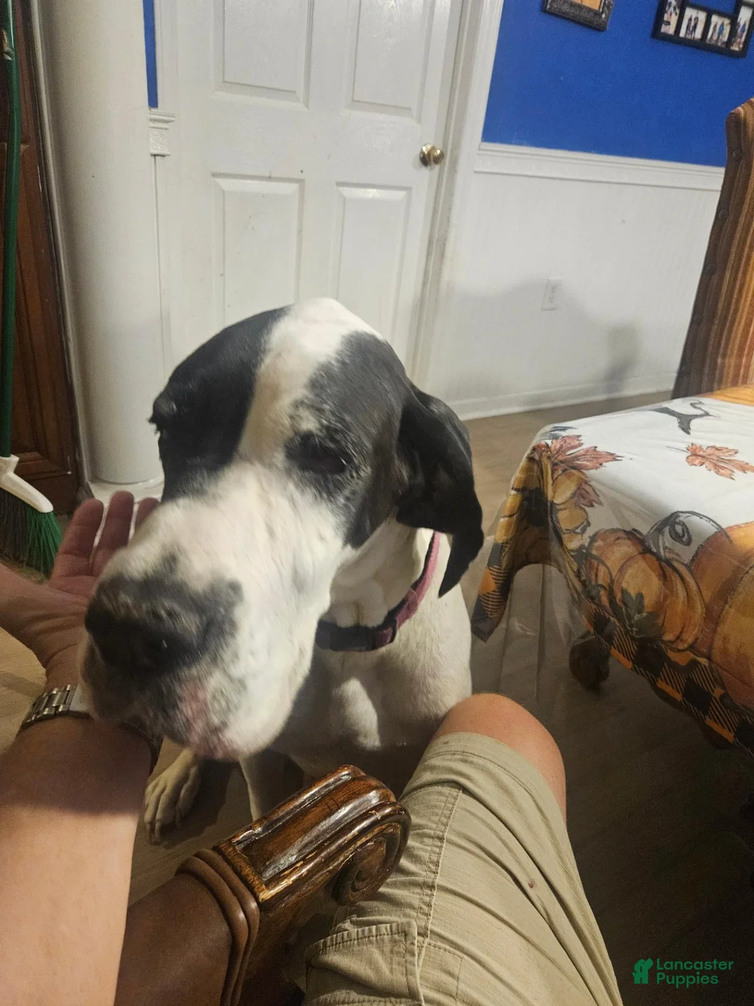 Great Dane dogs for sale: Great Dane 1 - Ad 2