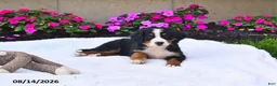 Bernese Mountain Dog dogs for sale: CeCe - Ad 4