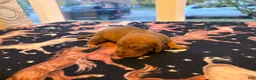 Dachshund dogs for sale: Jaz  - Ad 2