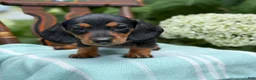 Miniature Dachshund dogs for sale: Lupine - Ad 4