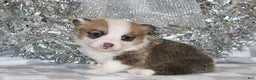 Welsh Corgi Pembroke dogs for sale: Sophie OFA Parents - Ad 2