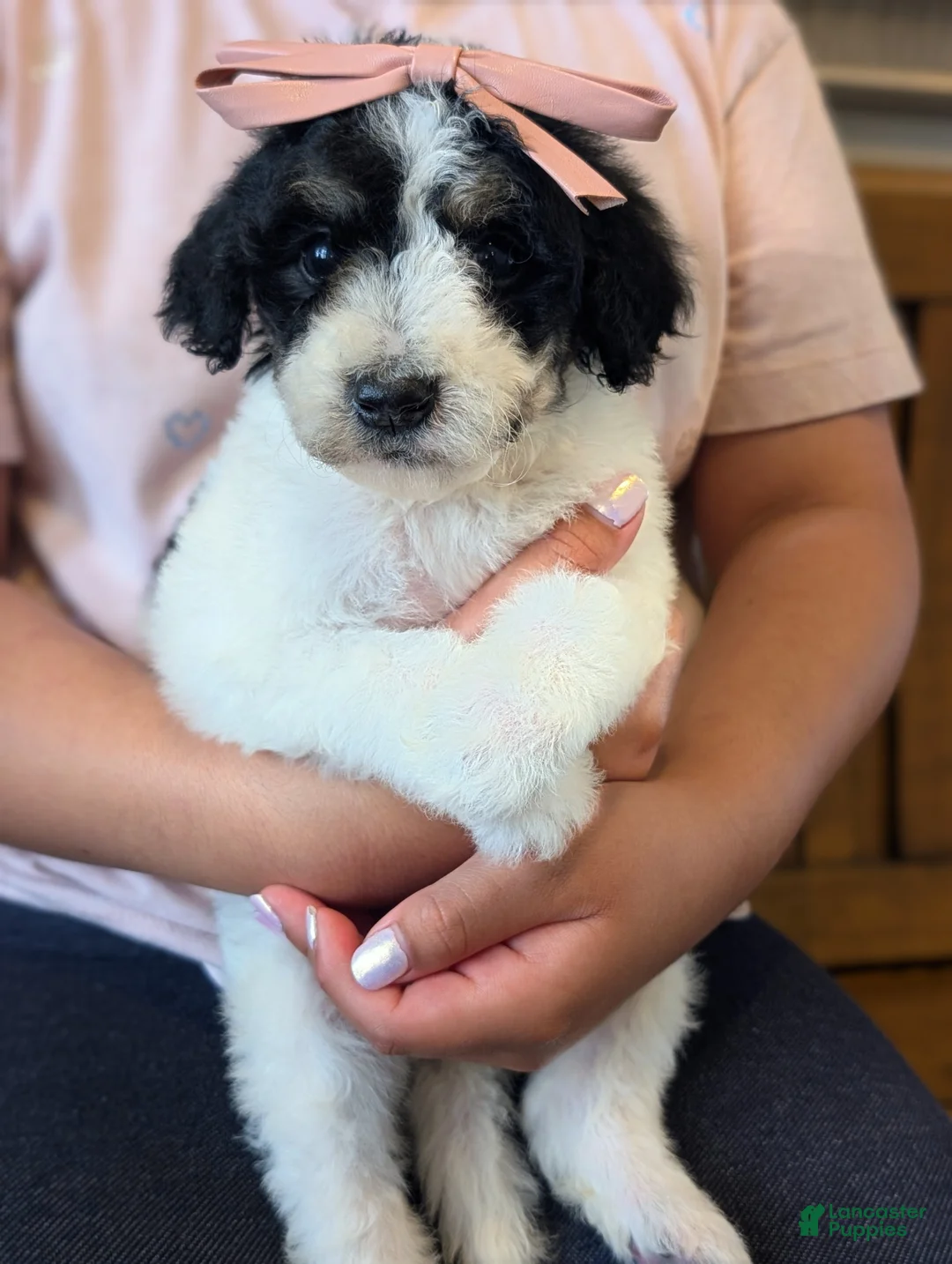 Mixed Breed dogs for sale: Mixed Breed Puppy 7 - Ad 2