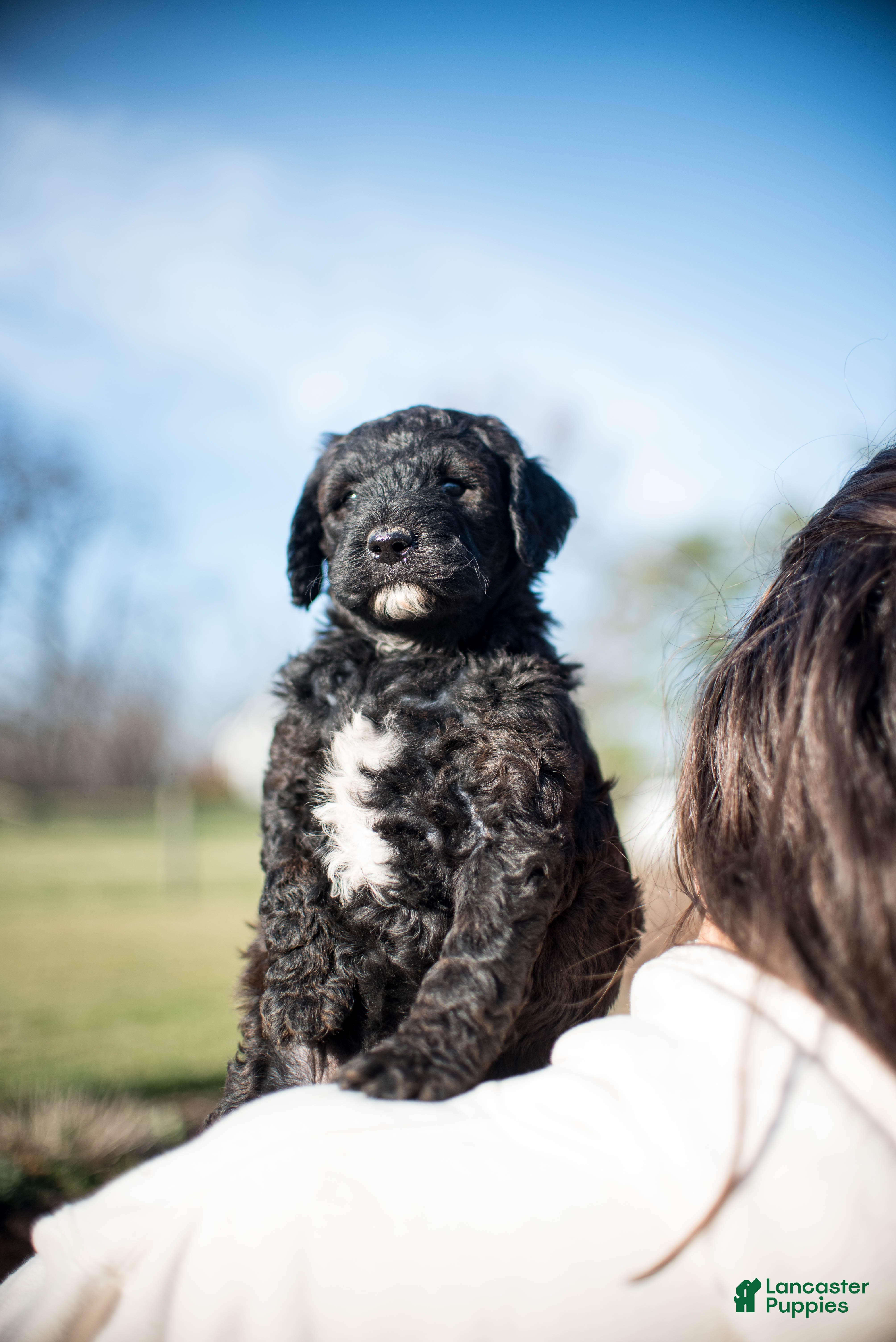 Goldendoodle dogs Daffodil - Ad 2