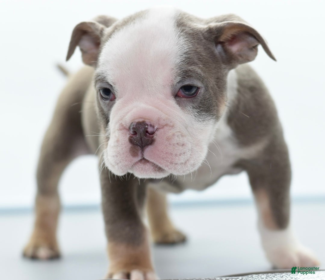 Mixed Breed dogs for sale: Duece mini bulldog  - Ad 3