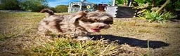 Havapoo dogs for sale: Punky - Ad 15