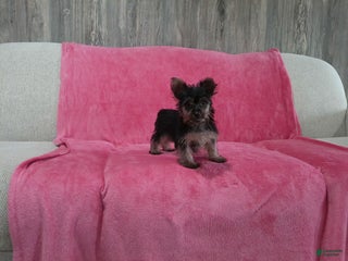 Yorkshire Terrier dogs - Ad 14