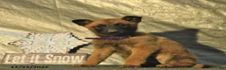 Belgian Malinois dogs for sale: Winter  - Ad 3