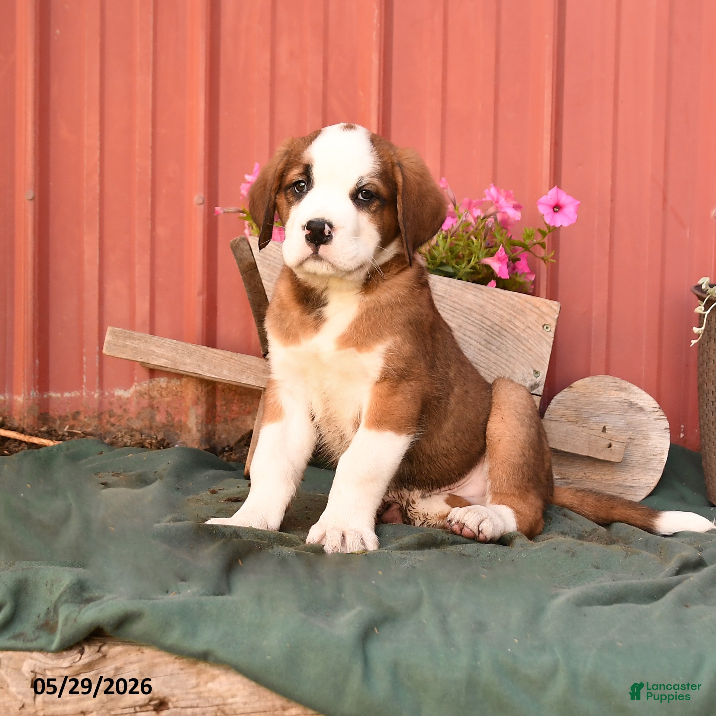 Mixed Breed dogs for sale: King - Ad 2