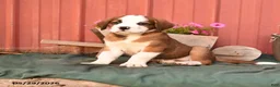 Mixed Breed dogs for sale: King - Ad 1