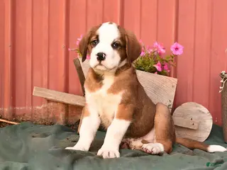 Mixed Breed dogs for sale: King - Ad 2