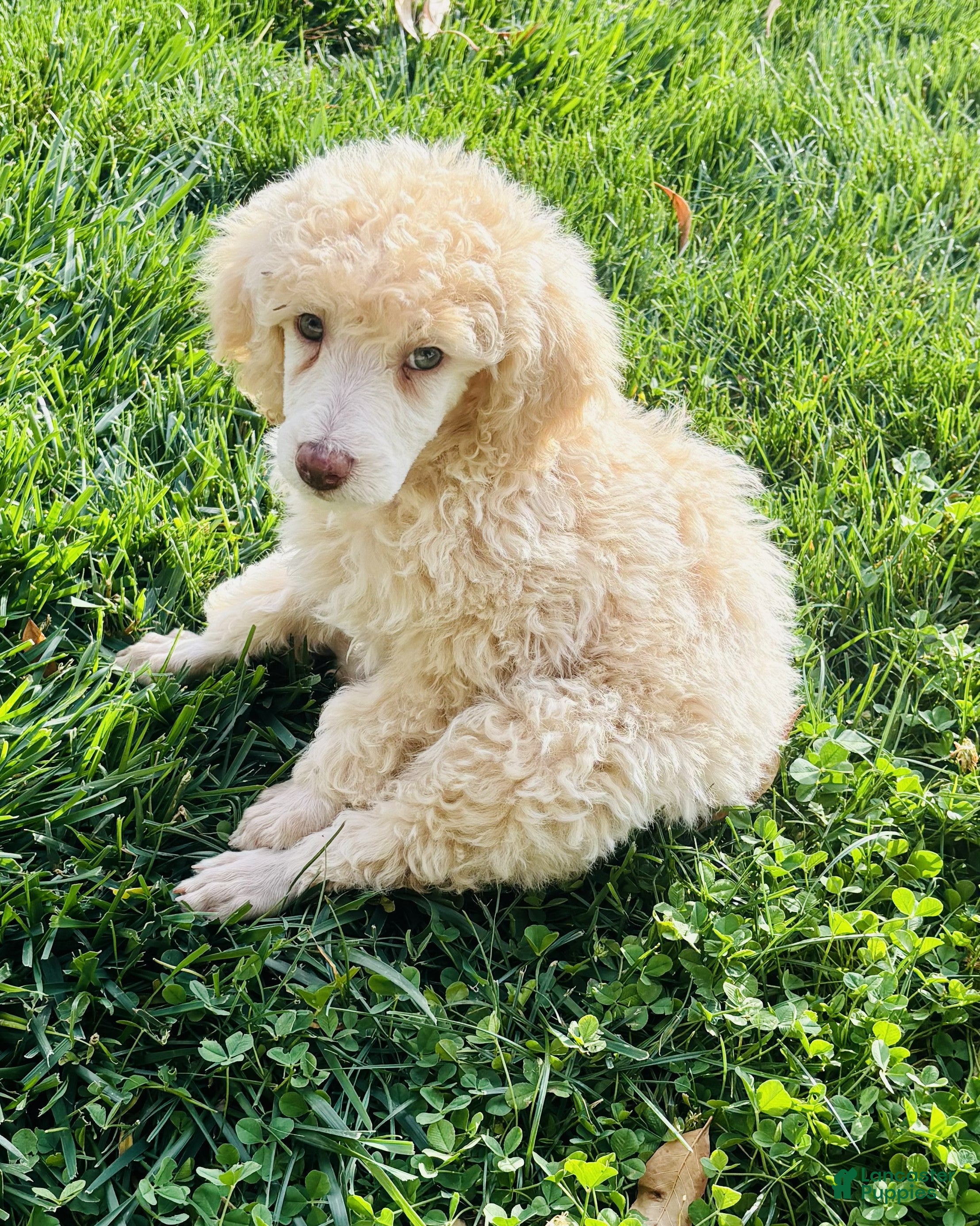 Standard Poodle dogs for sale: Standard Poodle 13 Apricot - Ad 2