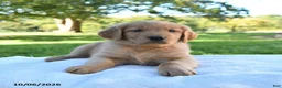 Golden Retriever dogs for sale: Archie - Ad 3
