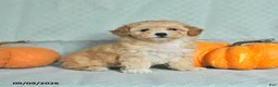 Maltipoo dogs for sale: Taffy - Ad 3