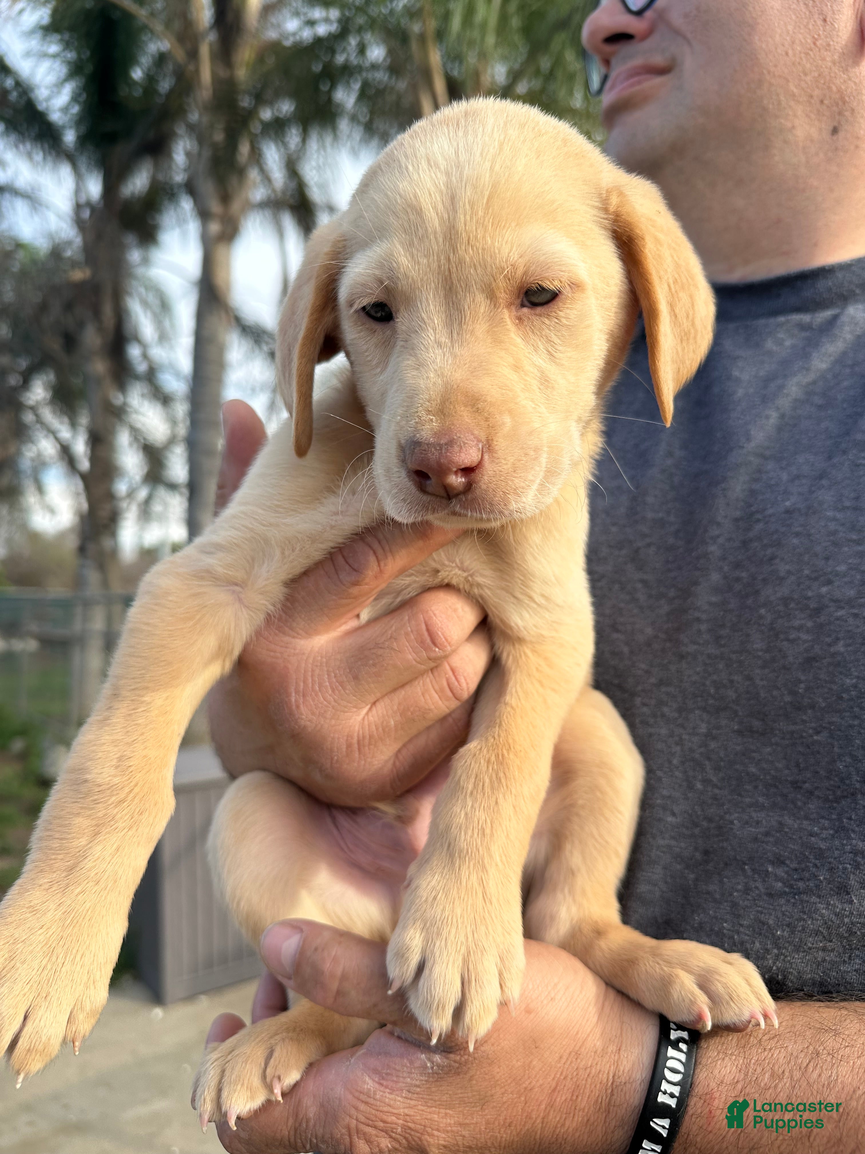 Labrador Retriever dogs Labrador Retriever Puppy 1 - Ad 2