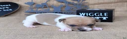 Jack Russell Terrier dogs for sale: JoJo - Ad 4