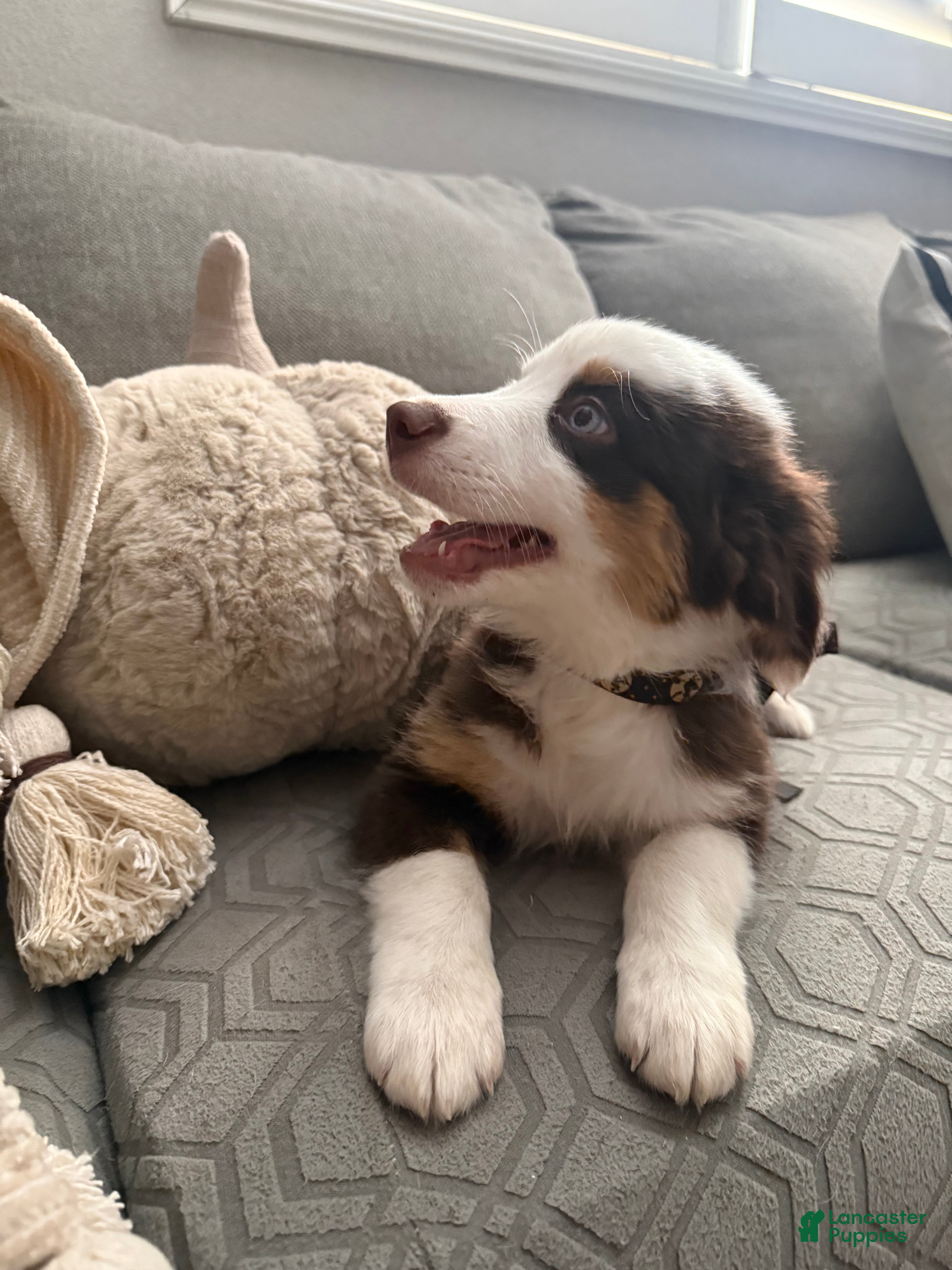 Australian Shepherd dogs Rocky - Ad 1