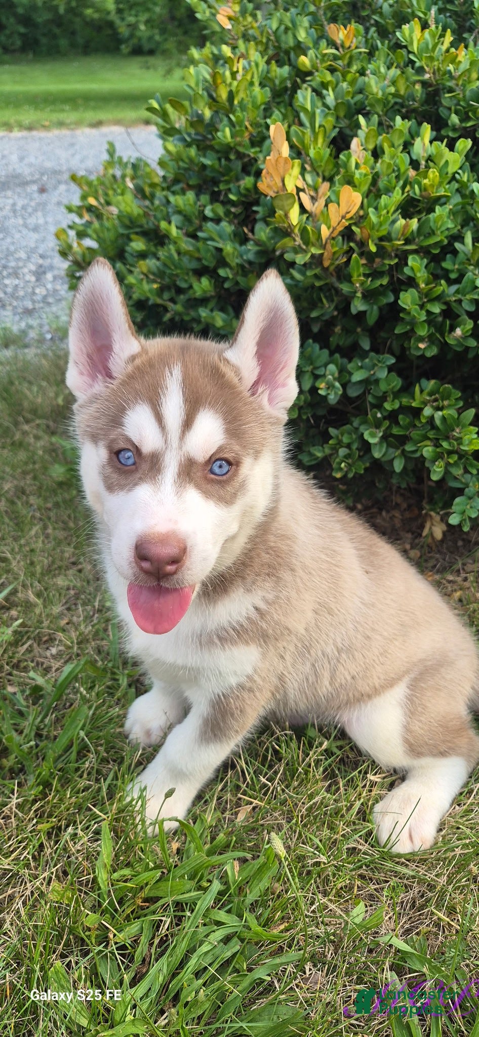 Siberian Husky dogs Samson - Ad 13