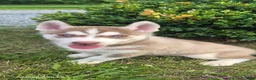 Siberian Husky dogs for sale: Samson - Ad 1