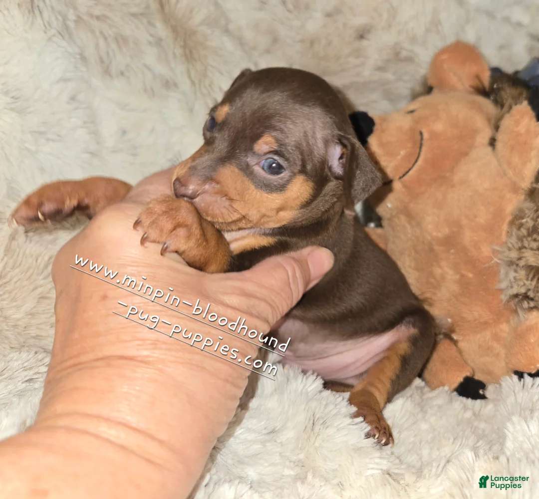 Miniature Pinscher dogs for sale: AKC Riker - Ad 2
