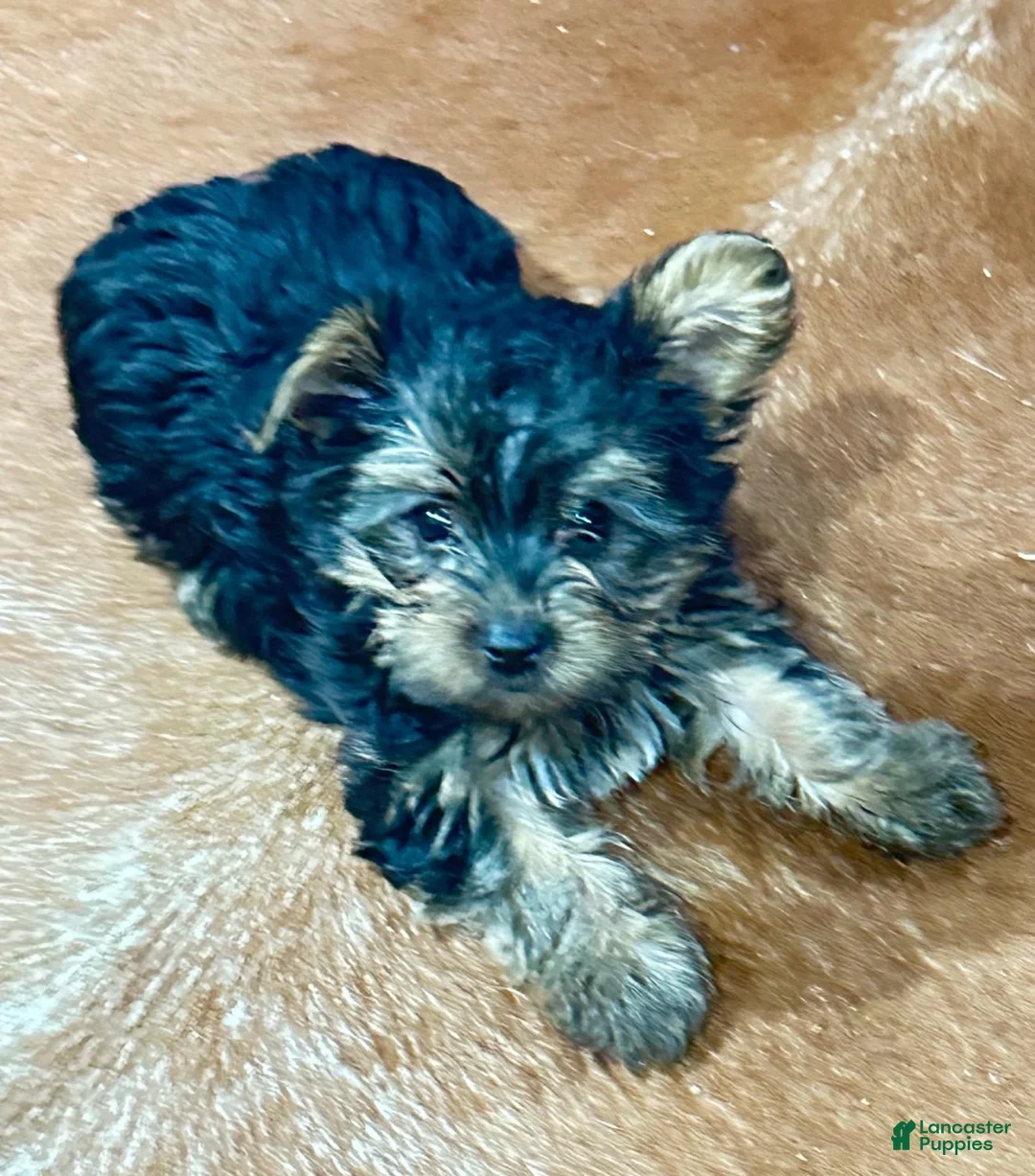Yorkshire Terrier dogs for sale: Girl_1 - Ad 1