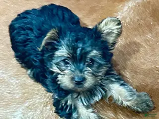 Yorkiepoo dogs Girl_1 - Ad 2