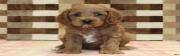 Cavapoo dogs for sale: Fairy - Ad 3