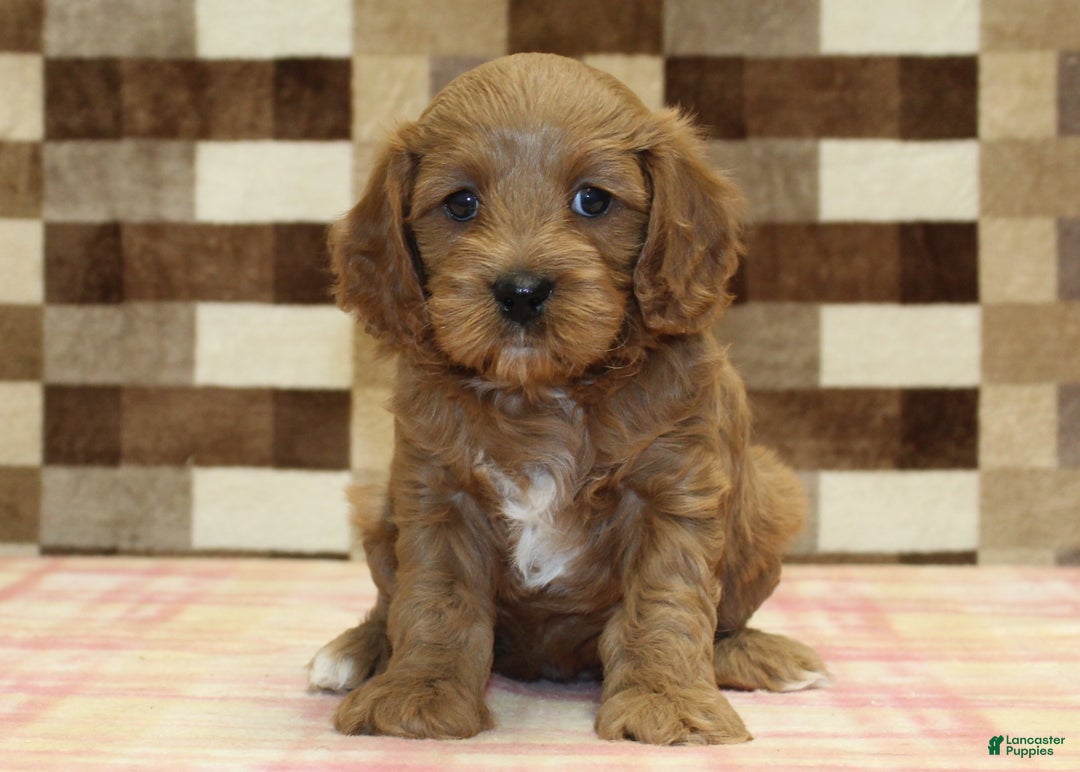 Cavapoo dogs for sale: Fairy - Ad 3