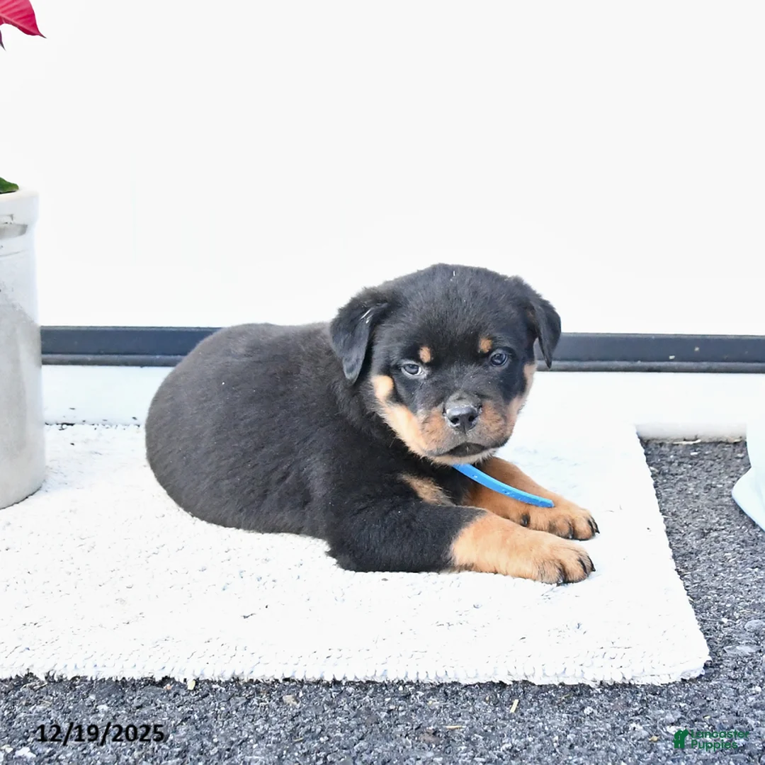 Rottweiler dogs for sale: Tank - Ad 3