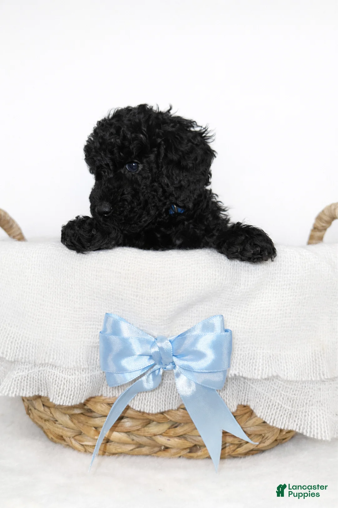 Goldendoodle dogs for sale: Black Mini Goldendoodle Male - Ad 1