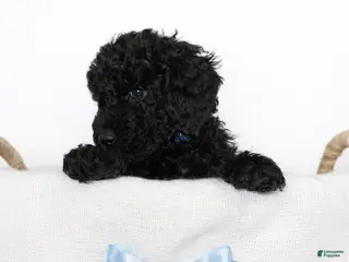 Goldendoodle dogs Black Mini Goldendoodle Male - Ad 6