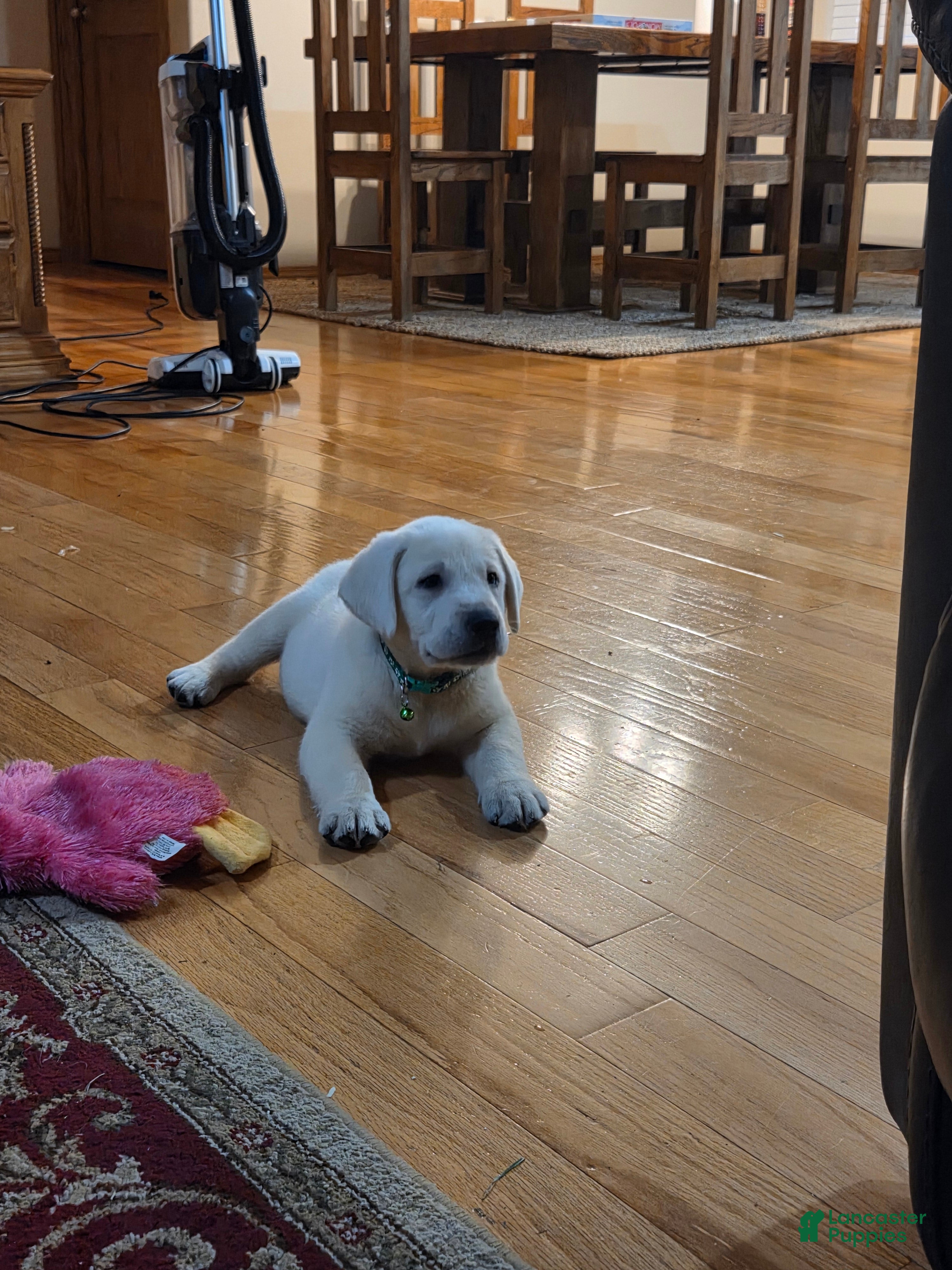 Labrador Retriever dogs Lime Green Collar - Ad 2