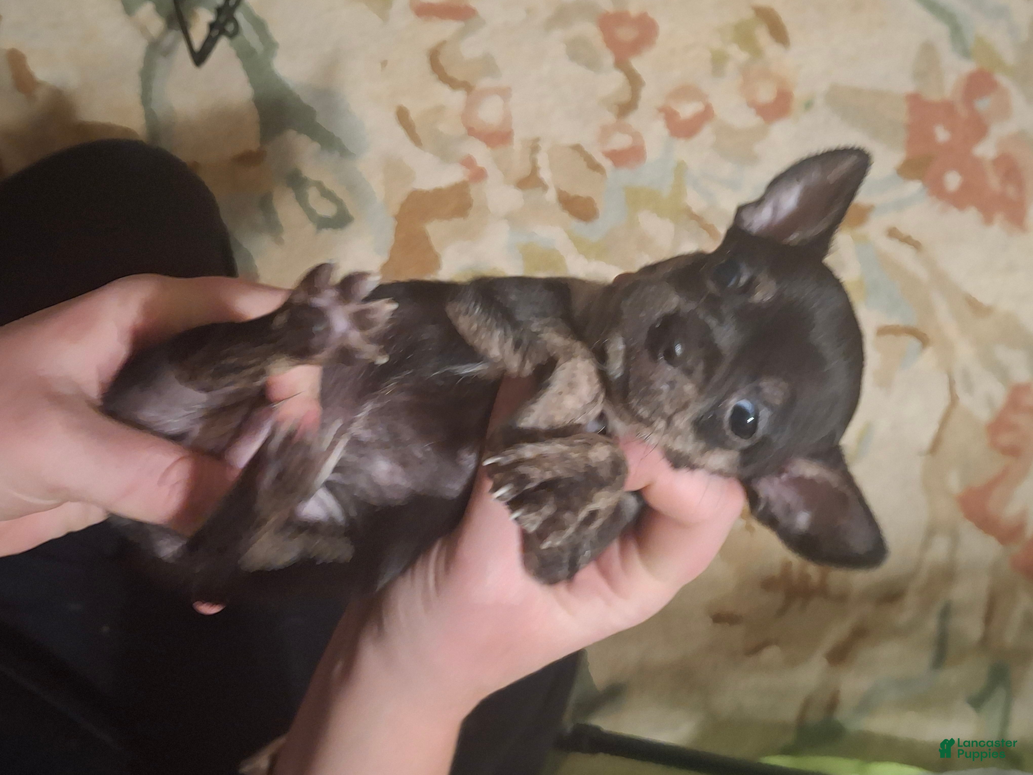 Chihuahua dogs Chihuahua Puppy 6 - Ad 15