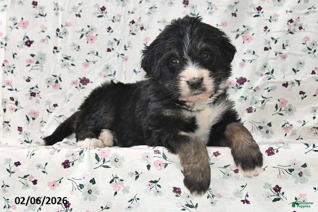 Bernedoodle dogs for sale: Bear - Ad 5