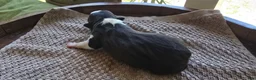 Boston Terrier dogs for sale: Boston Terrier Puppy 1 - Ad 5