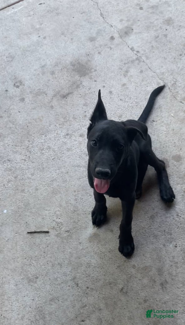 Mixed Breed dogs for sale: Mixed Breed Puppy 1 - Ad 1