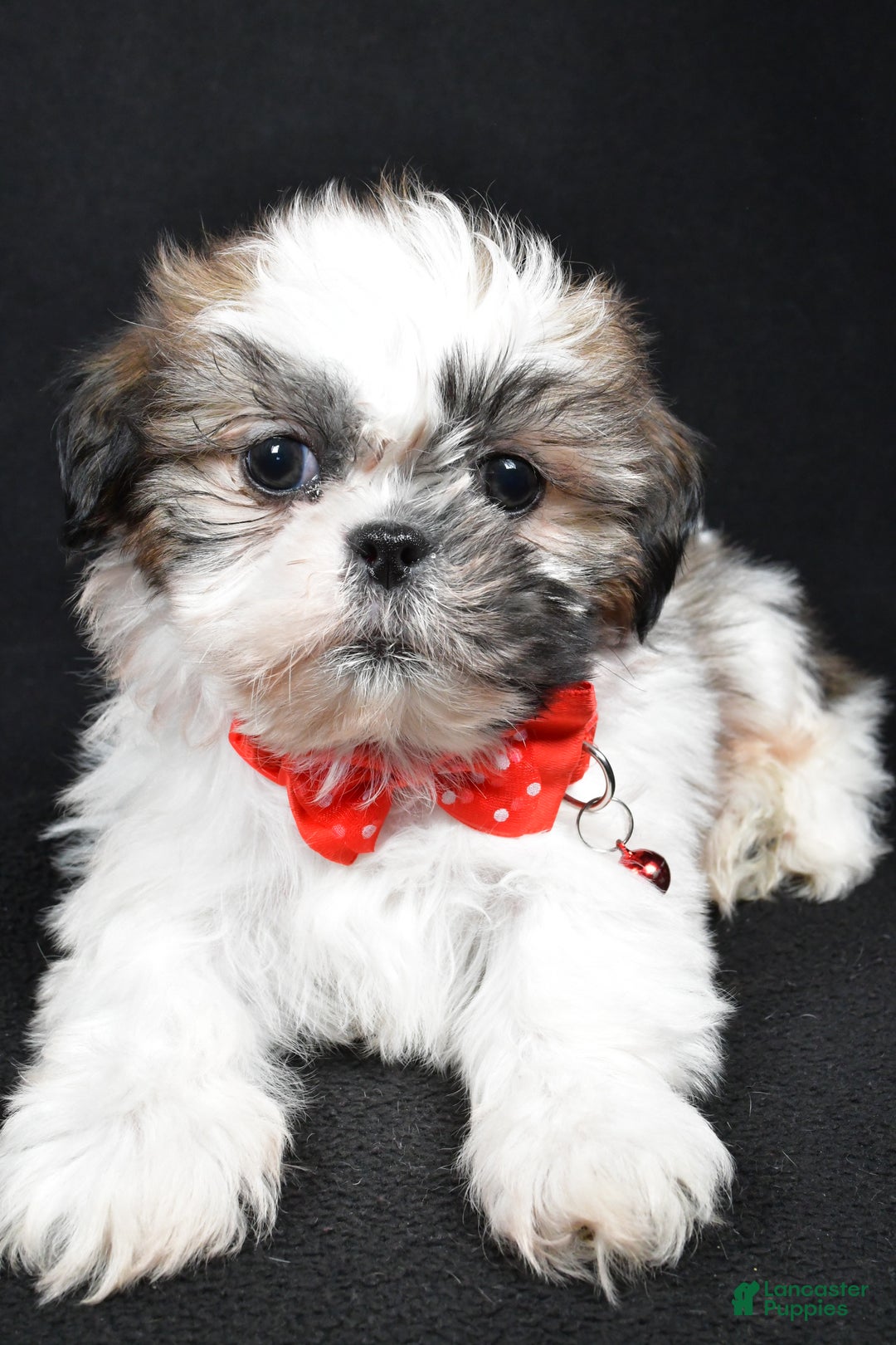 Shih Tzu dogs for sale: Kobe - Ad 3