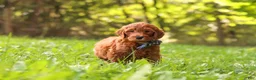 Goldendoodle dogs for sale: Archie - Ad 2