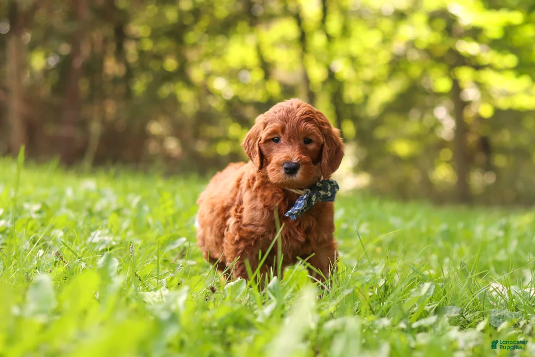 Goldendoodle dogs for sale: Archie - Ad 2